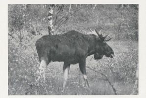  Kurische Nehrung,Elch auf der Suche nach einem brunftigen Tier Elche