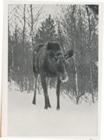 Kurische Nehrung, Elin Elche