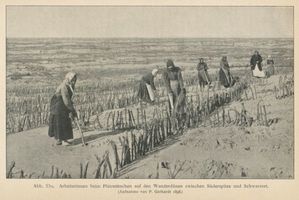  Kurische Nehrung, Arbeiterinnen beim Plätzemachen auf den Wanderdünen zw. Süderspitze u. Schwarzort Kurische Nehrung, Dünen