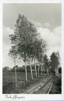 Heinrichswalde Kr. Elchniederung, Kreis Elchniederung Heinrichswalde Kr. Elchniederung, Birkenweg Хайнрихсвальде, район Эльхнидерунг, Биркенвег