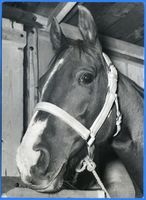 Groß Trakehnen, Kreis Ebenrode Groß Trakehnen, Trakehner Pferdekopf Гросс-Тракенен, голова тракененской лошади