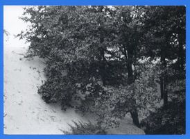  Kurische Nehrung; Düne verschüttet einen Baum 