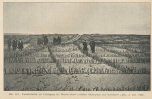  Kurische Nehrung, Kiefernbesteck zur Festlegung der Wanderdünen zwischen Süderspitze und Schwarzort Куршская коса, сосновые посадки для закрепления бродячих дюн между Зюдершпицце и Шварцортом