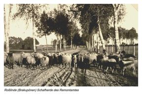 Roßlinde, Kreis Gumbinnen 