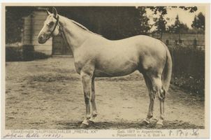 Groß Trakehnen, Kreis Ebenrode Groß Trakehnen, Hauptbeschäler  Pretal XX  Гросс-Тракенен, главный жеребец-производитель «Претал XX»