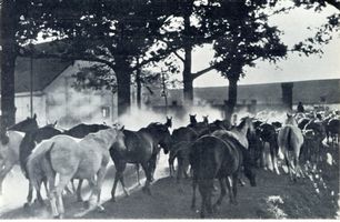 Goltzfelde, Kreis Ebenrode 