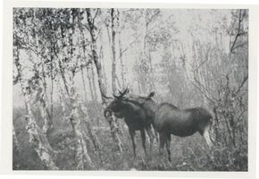  Kurische Nehrung, Elin und Elch Куршская коса, лосиха и лось