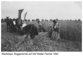 Riedwiese, Kreis Gumbinnen Riedwiese, Roggenernte auf Hof Walter Fischer Ридвизе, жатва ржи на дворе Вальтера Фишера