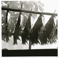 Schwarzort, Kreis Memel Schwarzort, Fische vor dem Räuchern Kurisches Haff, Fischerei