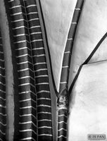 Allenstein, Stadtkreis Allenstein 