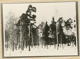 Pogegen, Kreis Tilsit-Ragnit Hermann-Göring-Straße Pogegen, Herrmann-Göring-Straße, Park Погеген, Херрманн-Геринг-штрассе, парк