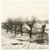 Sellmenthöhe, Kreis Lyck Sellmenthöhe (Koziki), Weidenbäume als  Wegweiser  im Winter 