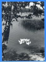 Treuburg, Kreis Treuburg Treuburg, Enten auf dem Lasseck-See II 