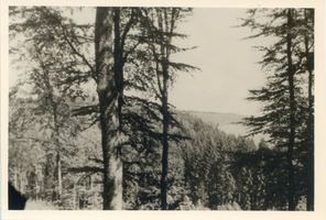 Ostpreußen, Ostpreußische Landschaft III Восточная Пруссия, восточнопрусский ландшафт, III