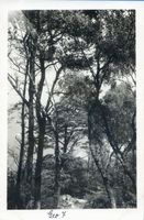 Georgenswalde, Kreis Samland Georgenswalde, Blick von der Gausupspitze II Георгенвальде, вид с вершины Гаузуп, II