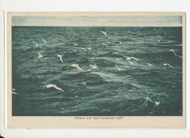  Kurisches Haff, Möwen auf dem Kurischen Haff III 