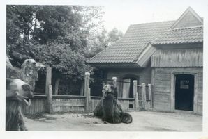 Königsberg (Pr.), Stadtkreis Königsberg Hufenallee Königsberg (Pr.), Tiergarten, Kamele Königsberg, Tiergarten