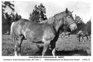 Grünbaum Kr. Preußisch Eylau, Kreis Preußisch Eylau  