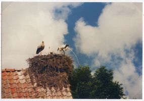 Kronau Kr. Lötzen, Kreis Lötzen Kronau Kr. Lötzen, Störche im Storchennest 