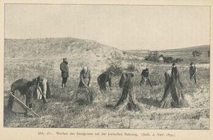  Kurische Nehrung, Werben des Sandgrases Kurische Nehrung, Dünen