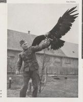 Ortelsburg, Stadt, Kreis Ortelsburg Ortelsburg,Falkenhof, Der zahme Kaiseradler  Sturm  fliegt über den Falkenhof frei umher Ортельсбург, соколиный двор, ручной императорский орёл «Штурм» свободно летает над соколиным двором
