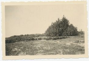  Samländische Steilküste, Naturschutzgebiet  Samländischer Küstenhain  bei Cranz Самбийский обрывистый берег, заповедник «Самбийский прибрежный лес» у Кранца