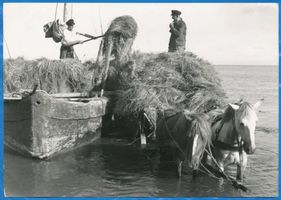 Pillkoppen, Kreis Samland Pillkoppen, Heuernte mit dem Boot Labiau, Orte im Kreis