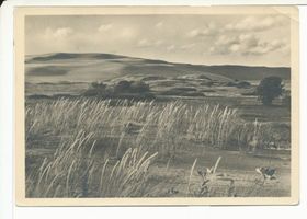 Rossitten Kr. Samland, Kreis Samland Rossitten Kr. Samland, Wanderdünen VII Kurische Nehrung, Dünen