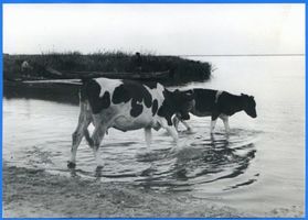 Sarkau, Kreis Samland Sarkau, Kühe im Wasser 