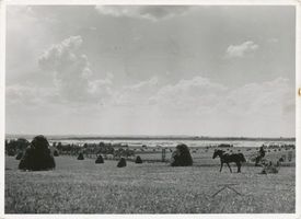  Weichselniederung, Landschaft 
