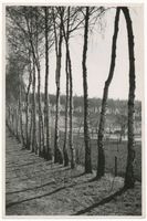  Masuren, Birkenweg Мазурия, берёзовый путь