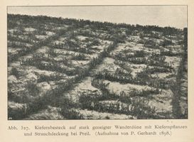 Preil, Kreis Memel Preil, Kiefernbesteck auf stark geneigter Wanderdüne mit Kiefernpflanzen und Strauchdeckung bei Preil Kurische Nehrung, Dünen