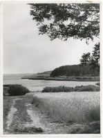  Löwentinsee. Landschaft am See II озеро Лёвинтин. Пейзаж у озера, II