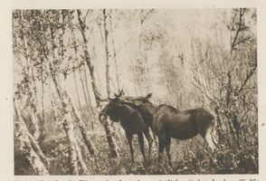  Kurische Nehrung, Elin mit Stangenhirsch Куршская коса, лосиха Элин с оленем-рогачом
