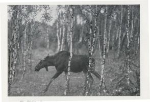  Kurische Nehrung,  Ein Elchjüngling von eineinhalb Jahren Elche