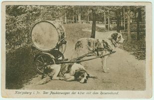 Königsberg (Pr.), Stadtkreis Königsberg Königsberg, Paukenwagen der 43-er mit dem Reservehund Königsberg, nicht verortete Bildmotive