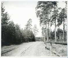 Niedersee, Kreis Sensburg Niedersee, Waldweg bei Rudczanny 