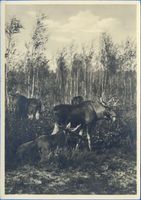 Kurische Nehrung, Elch-Gruppe Elche