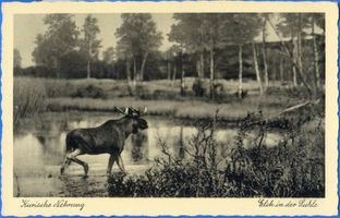  Kurische Nehrung, Elch in der Suhle II Elche