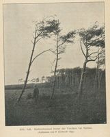 Nidden, Kreis Memel Nidden, Kiefernbestand hinter der Vordüne bei Nidden Kurische Nehrung, Dünen