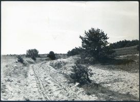 Kaporn, Kreis Samland Kaporn, Feldweg in der Kaporner Heide Капорн, полевая дорога в Капорнской пустоши