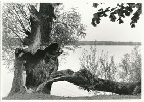 Masuren, Alte Weide am Selmentsee bei Lyck 