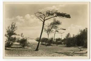  Samlandküste, Strandkierfern 