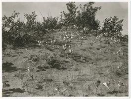  Kurische Nehrung, Dünenpflanzen Kurische Nehrung, Dünen