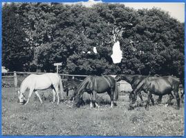 Ostpreußen, Trakehner Pferde 