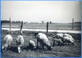  Samland, Wiesenlandschaft 