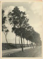  Kreis Mohrungen, Birkenallee 