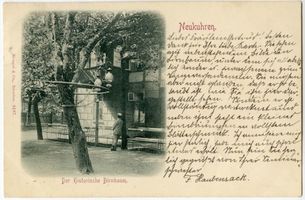 Neukuhren, Kreis Samland Neukuhren, Der historische Birnbaum 