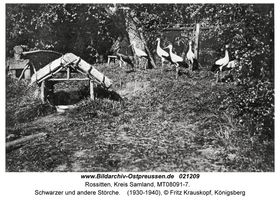 Rossitten Kr. Samland, Kreis Samland 