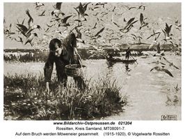 Rossitten Kr. Samland, Kreis Samland 